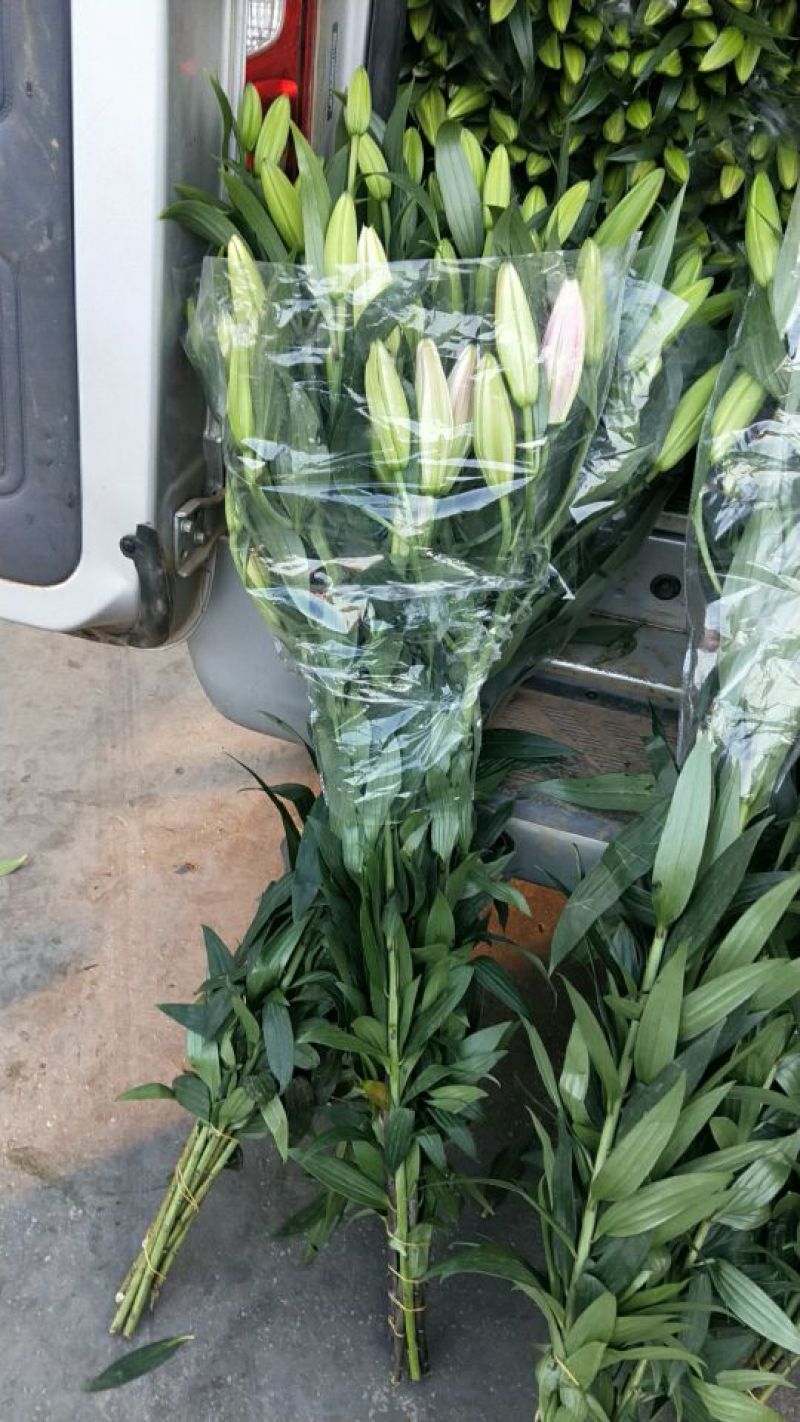 百合鲜切花