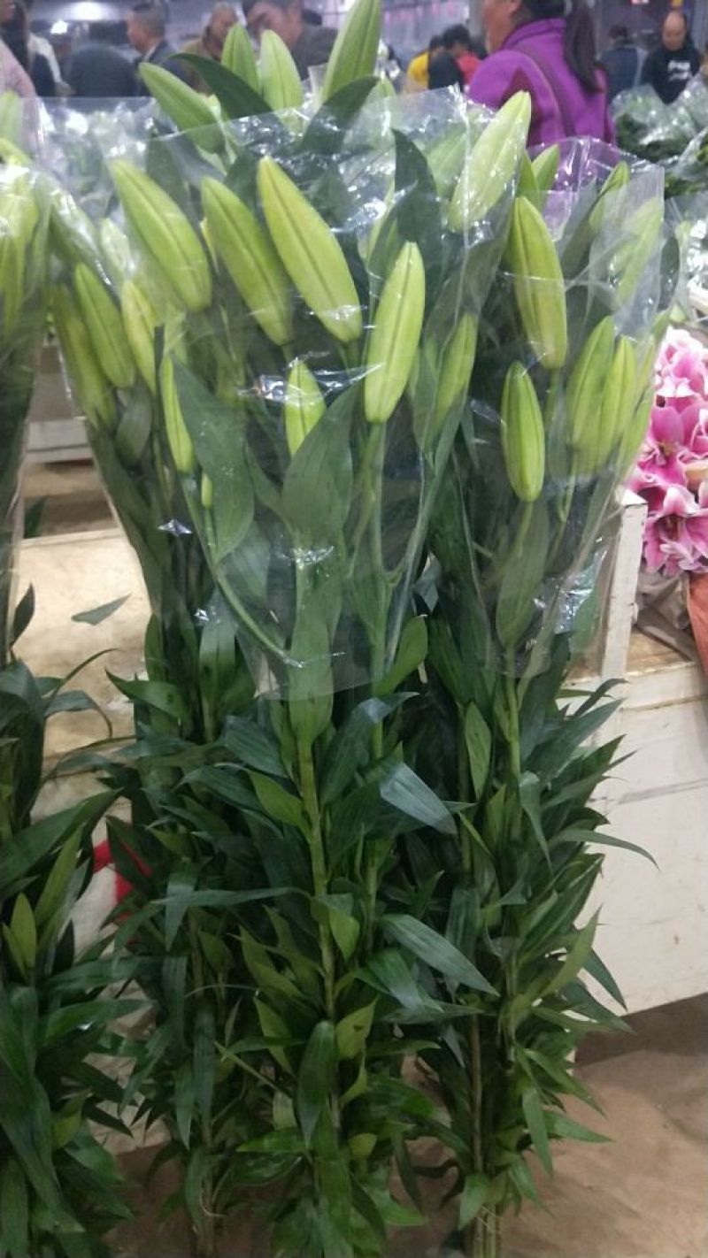 百合鲜切花