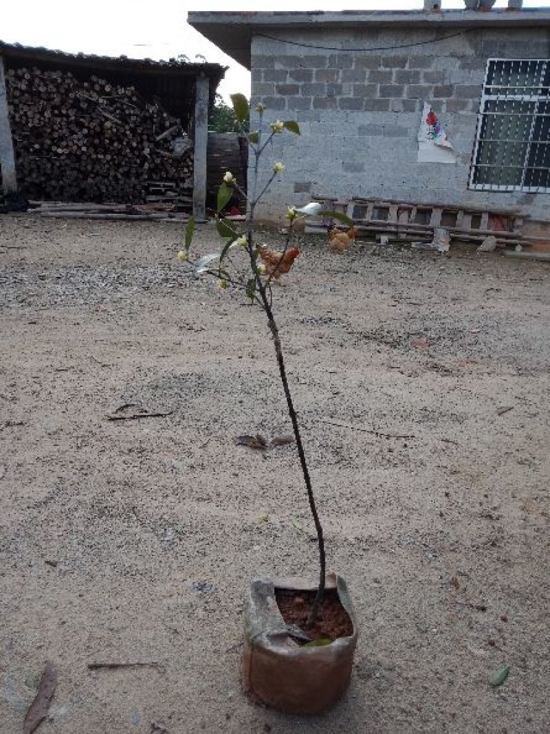 岭南山竹苗，长年叶子清秀，屋前屋后种上几棵