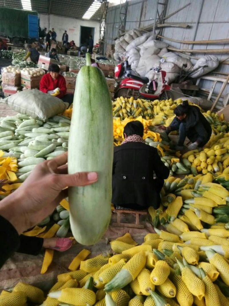 新鲜羊角脆