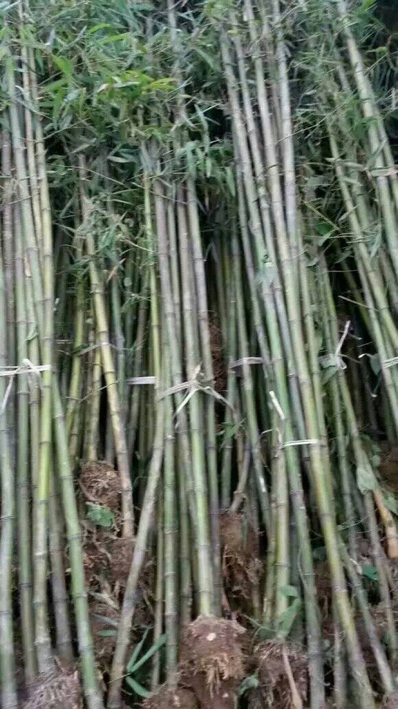 竹子