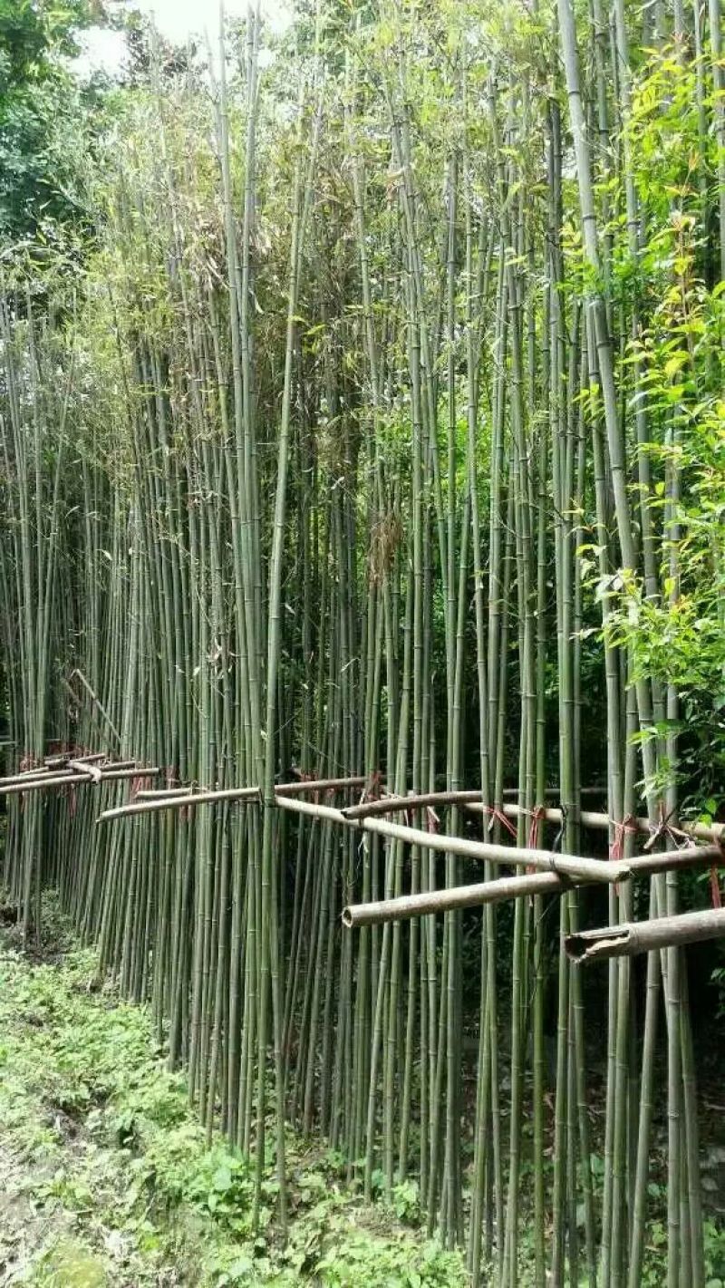 竹子
