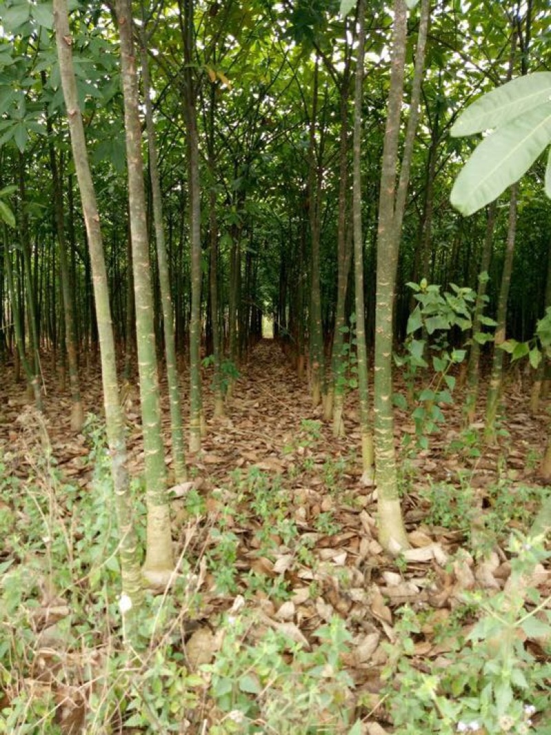 发财树裸根不带土