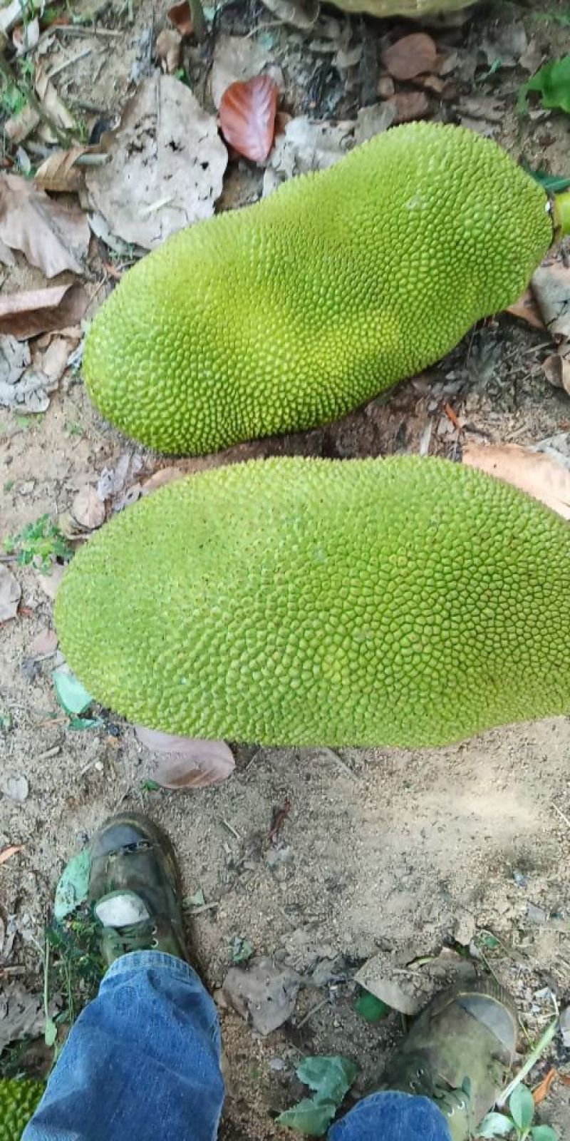 海南青皮菠萝蜜