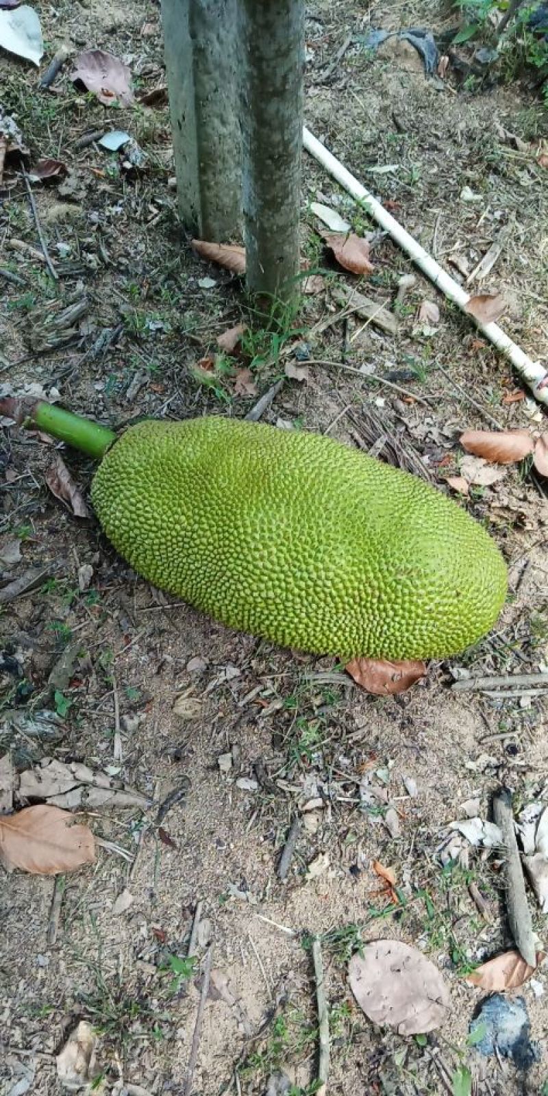 海南青皮菠萝蜜