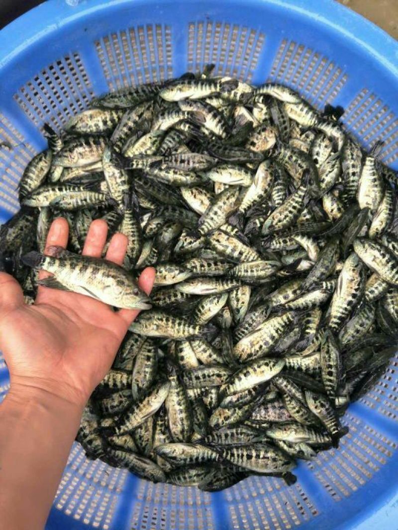 淡水石斑鱼苗鱼淡水花斑鱼苗石斑鱼苗好养殖食用鱼