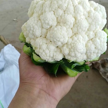精品花菜大量上市，有需要的速度联系