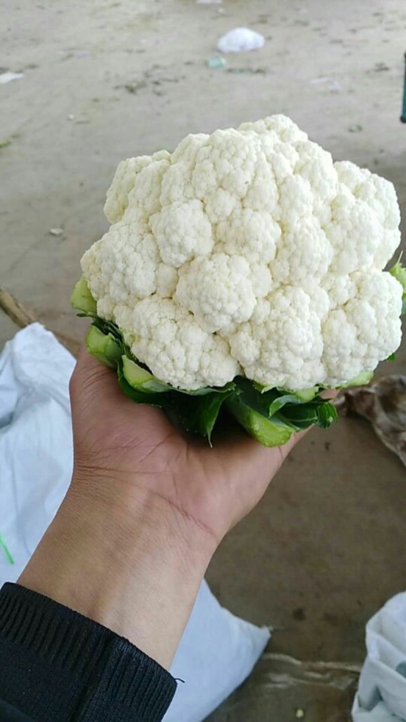 精品花菜大量上市，有需要的速度联系