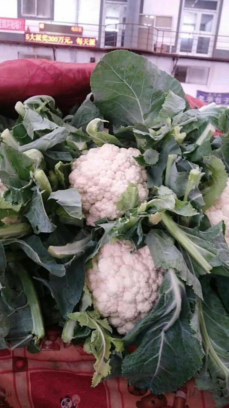 精品花菜大量上市，有需要的速度联系