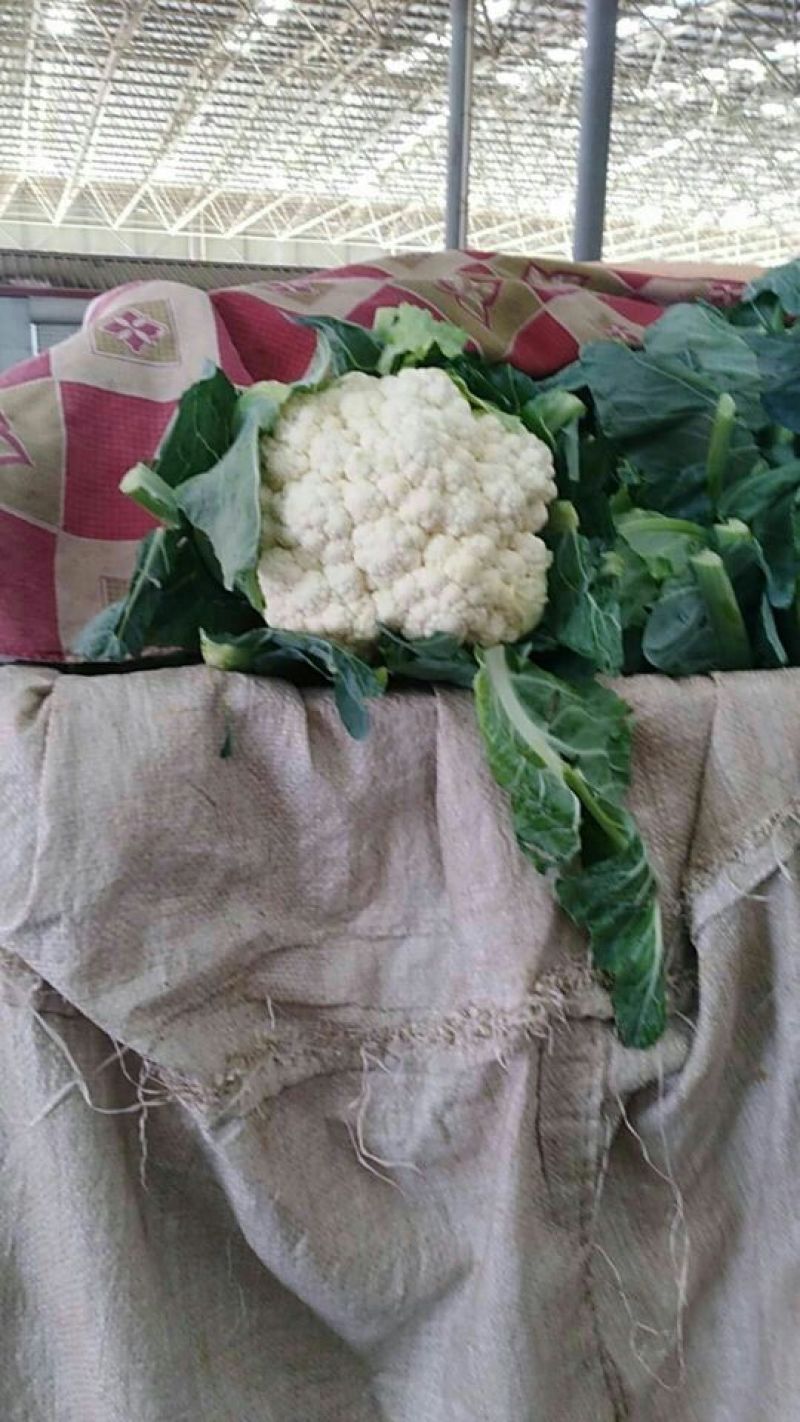 精品花菜大量上市，有需要的速度联系