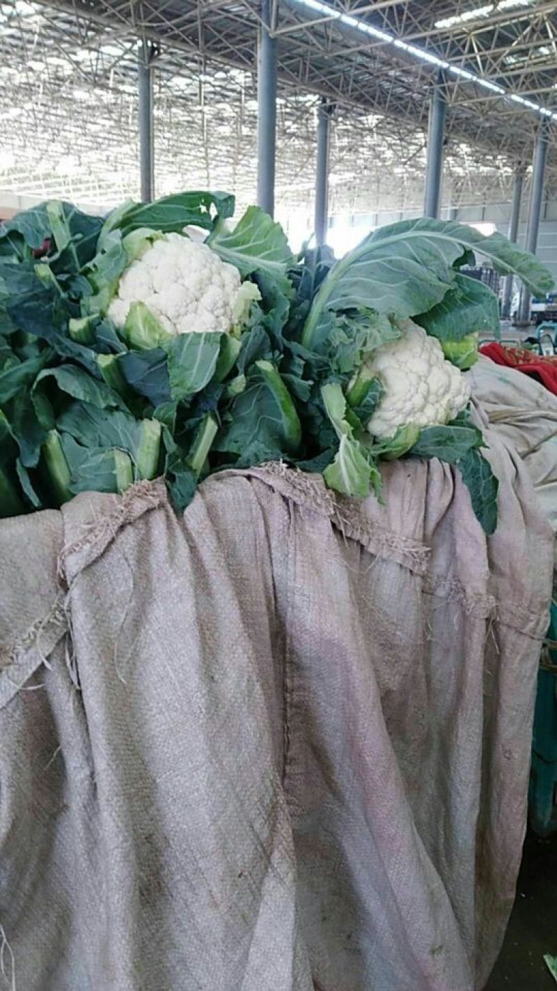 精品花菜大量上市，有需要的速度联系