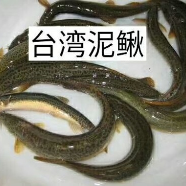 （台湾泥鳅苗）大量批发直售支持各种运输