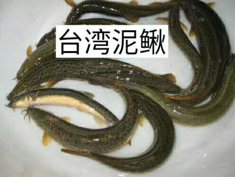 （台湾泥鳅苗）大量批发直售支持各种运输