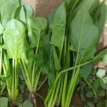 内蒙小叶波菜