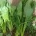 内蒙小叶波菜