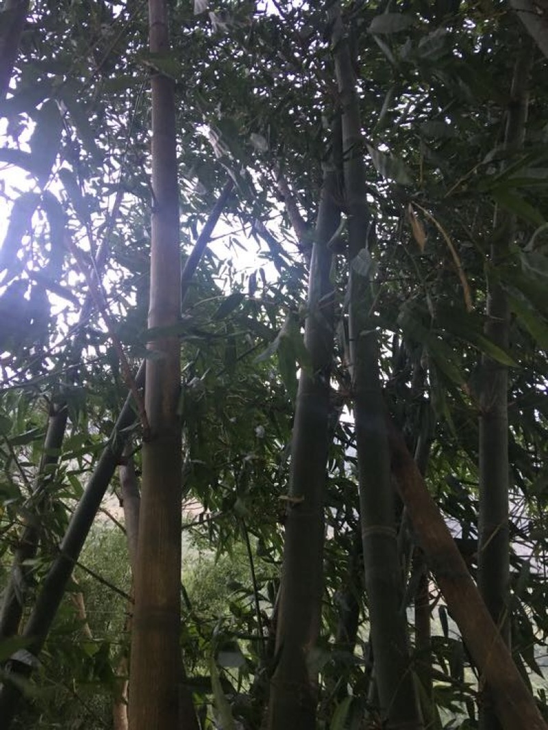 斑竹