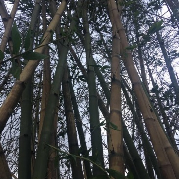 斑竹