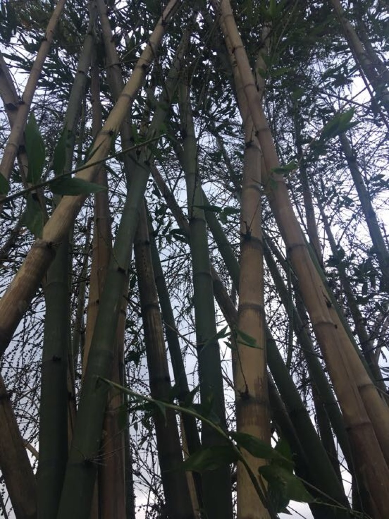 斑竹