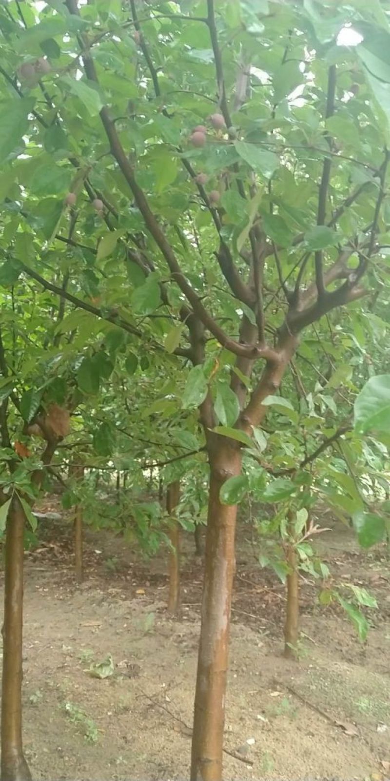 五公分绚丽海棠