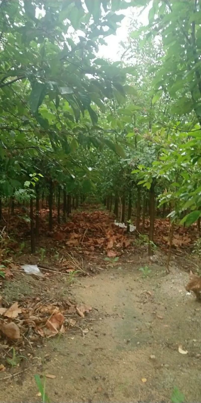五公分绚丽海棠