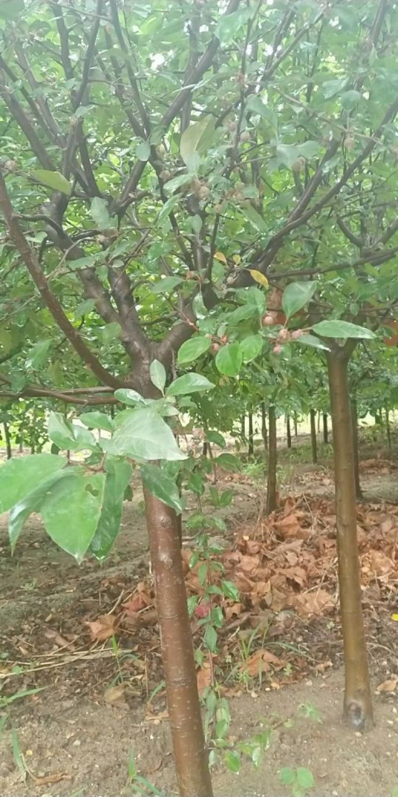 五公分绚丽海棠