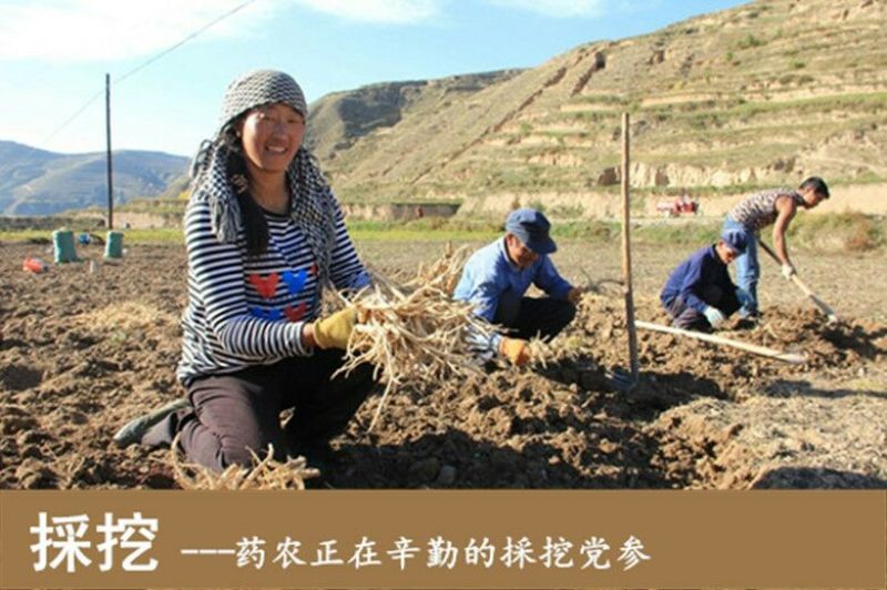 甘肃党参小货批发自然晒干产地发货小党参条