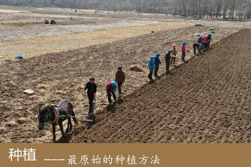 甘肃党参小货批发自然晒干产地发货小党参条