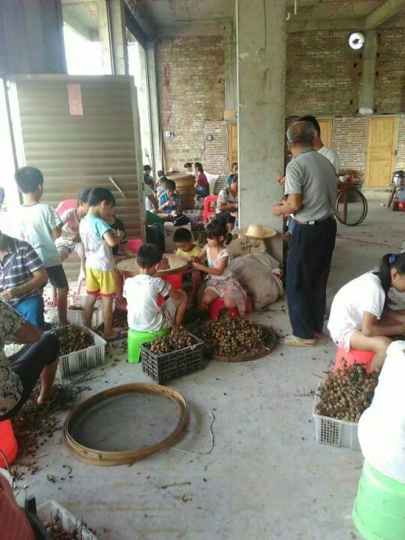 广西桂圆肉，无核龙眼肉，冷藏保存18--24个月