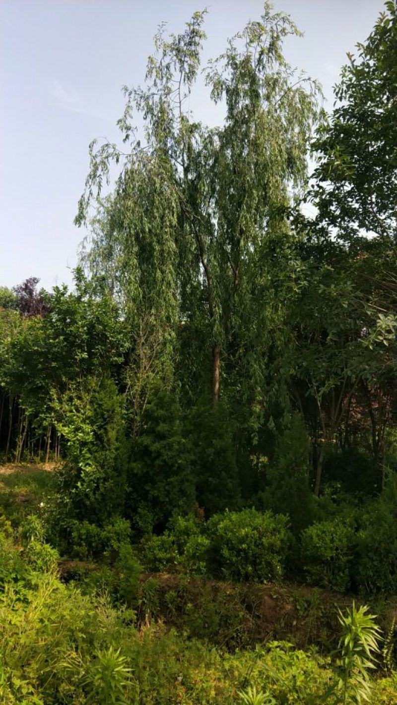 垂柳。竹柳。直柳。优质垂柳