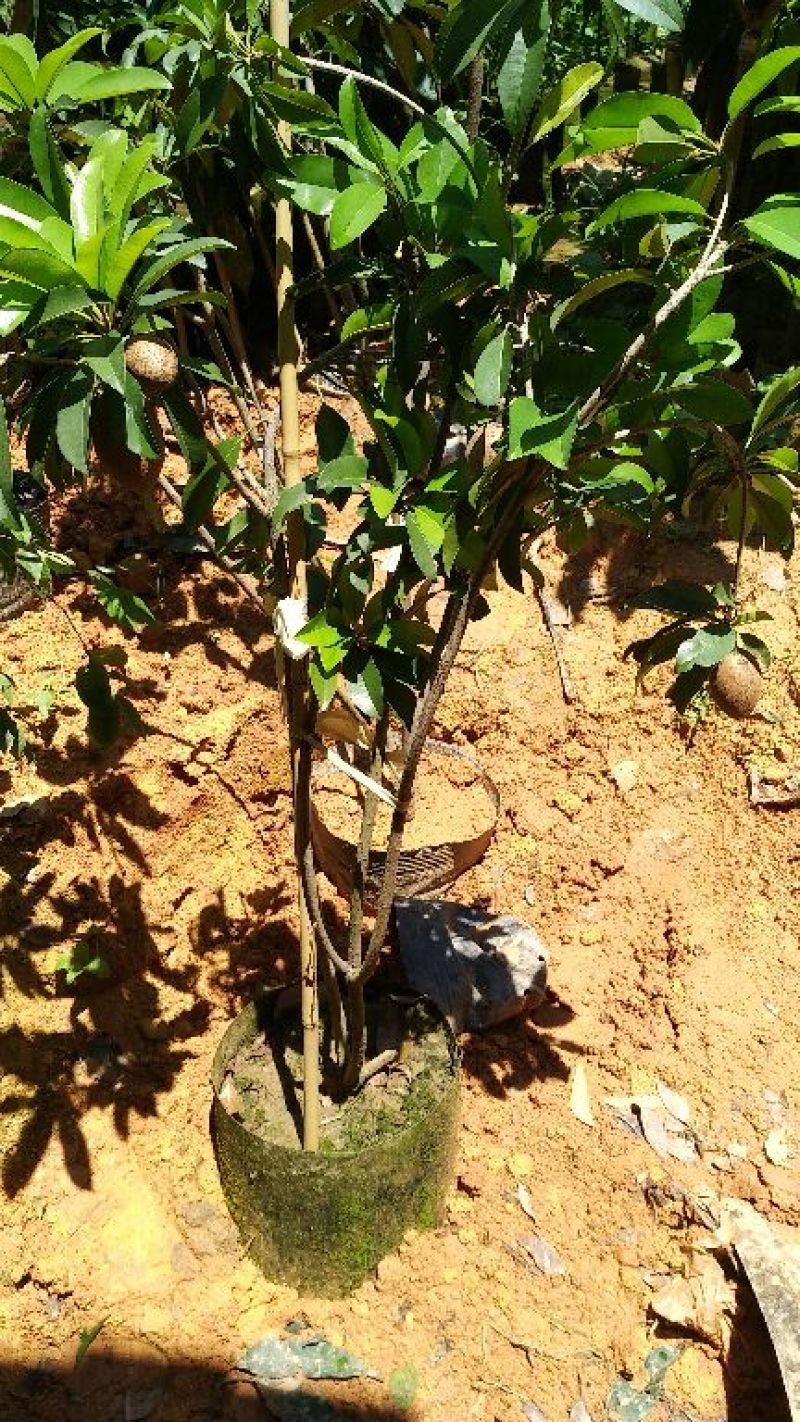 人心果苗