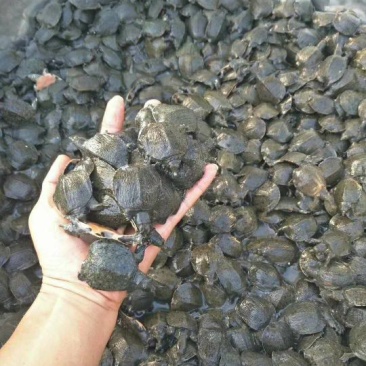 甲鱼