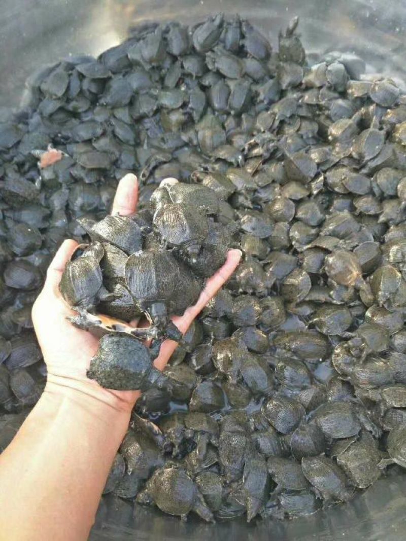 甲鱼