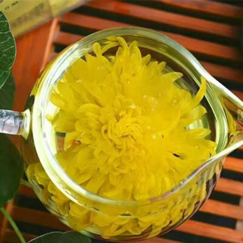 金丝皇菊