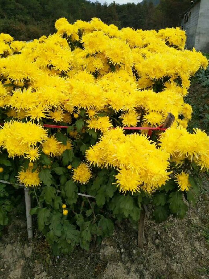 金丝皇菊