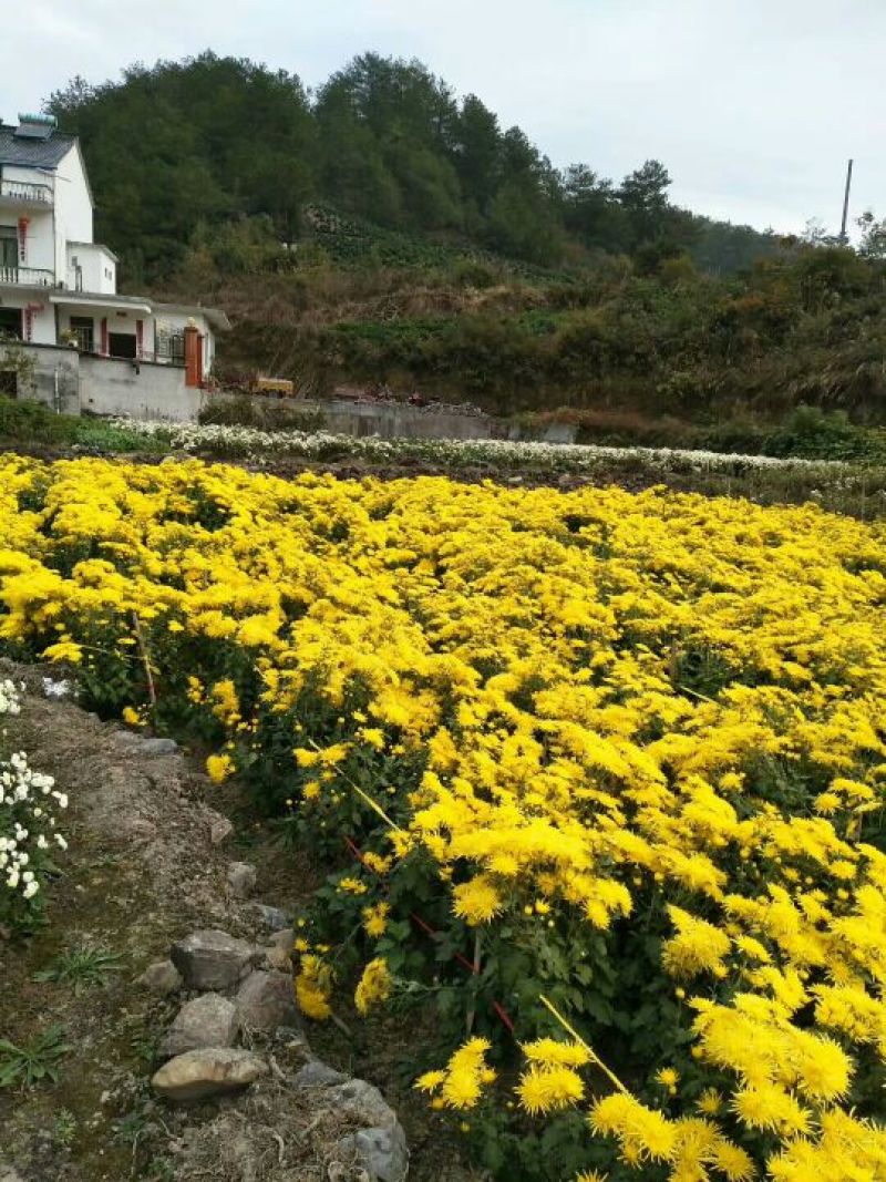 金丝皇菊