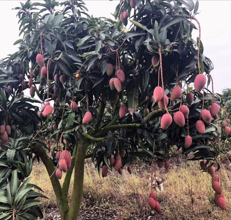 广西贵妃芒，金黄芒，台农月底大量上市，