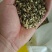 出售绿化护坡草籽