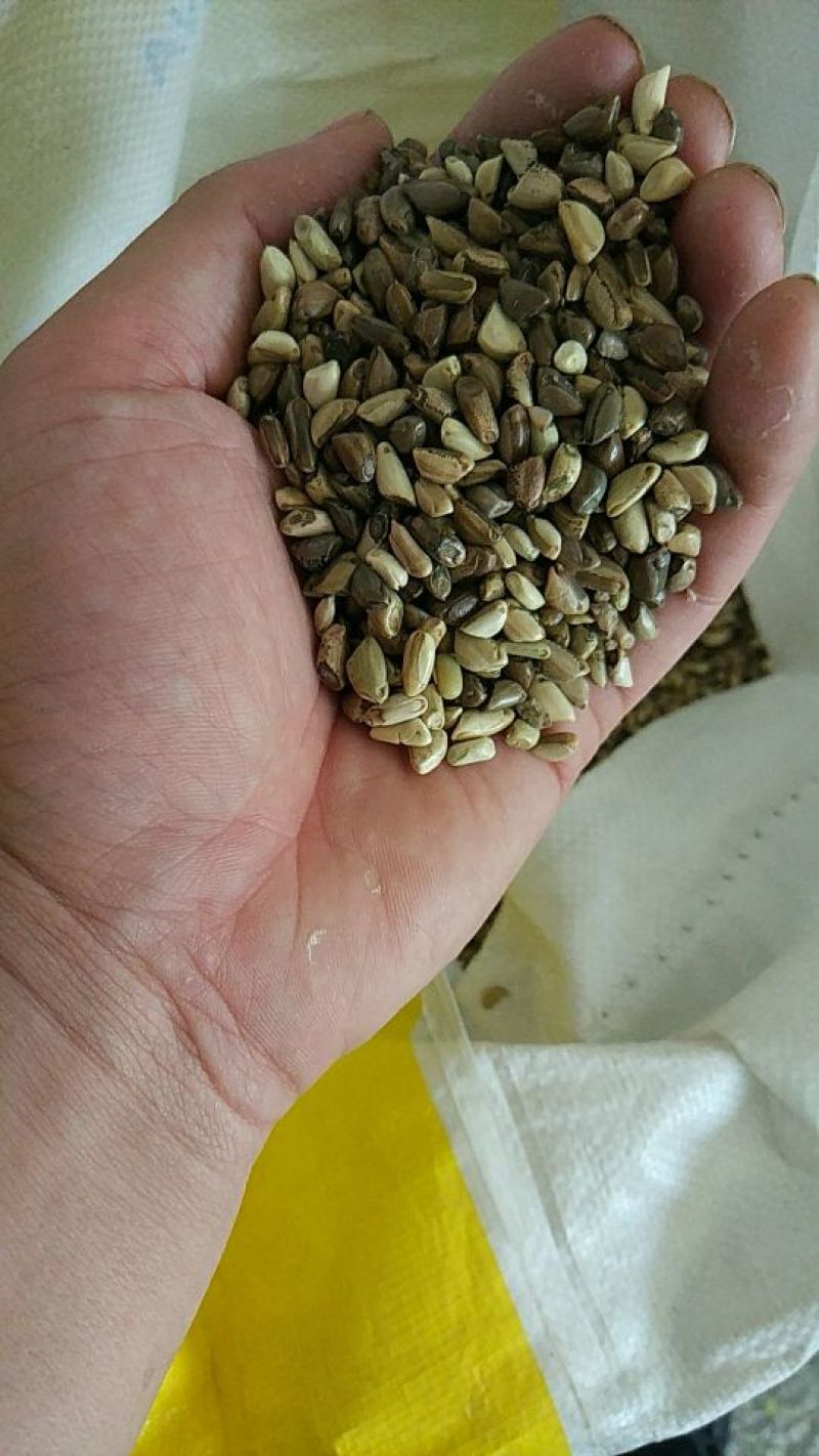 出售绿化护坡草籽