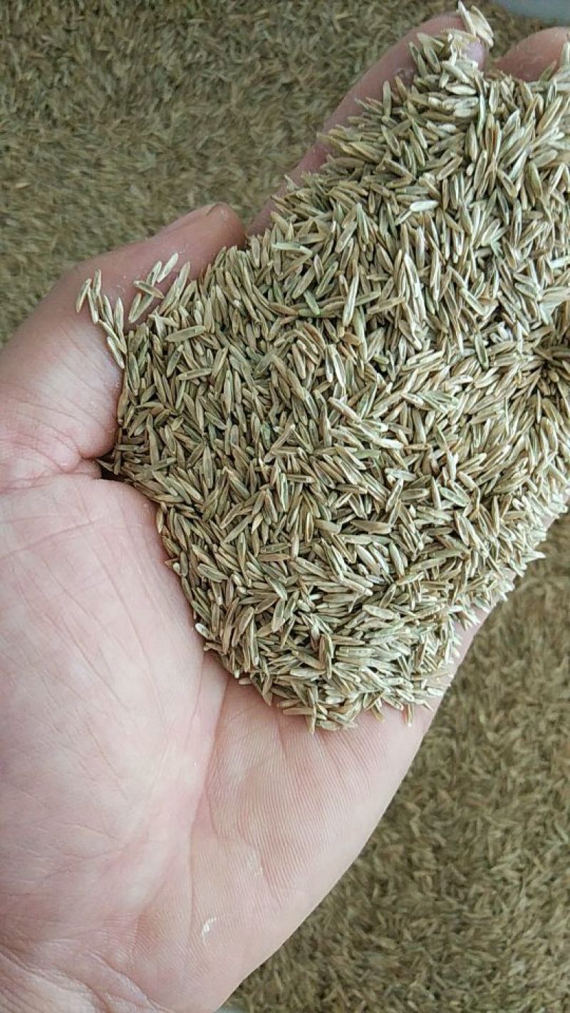 出售绿化护坡草籽