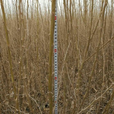 大量一年生两年生柠条苗50~80cm