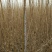 大量一年生两年生柠条苗50~80cm