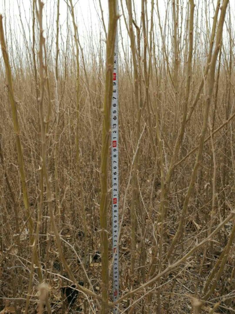 大量一年生两年生柠条苗50~80cm
