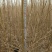 大量一年生两年生柠条苗50~80cm
