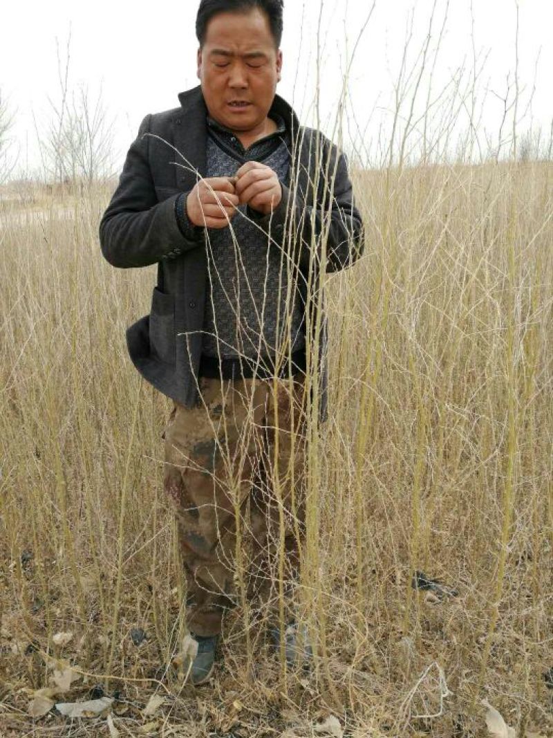 大量一年生两年生柠条苗50~80cm