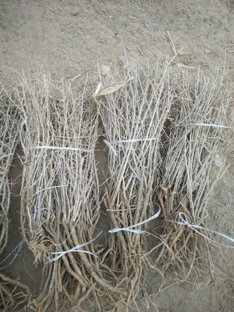 大量黑枸杞苗2年，1年，3年