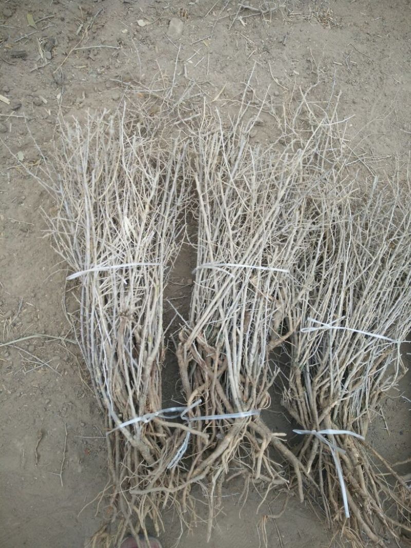 大量黑枸杞苗2年，1年，3年