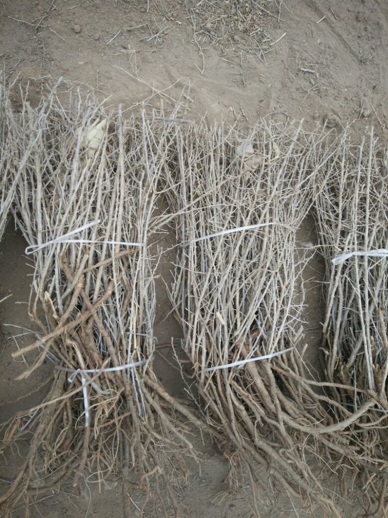 大量黑枸杞苗2年，1年，3年