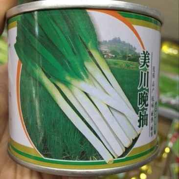 日本钢葱种子97%以上