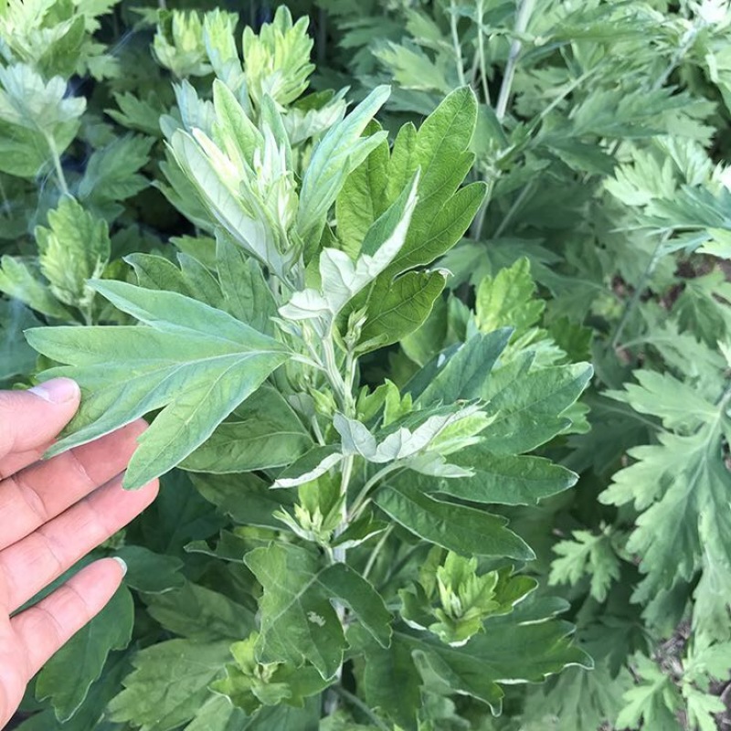 蕲艾端午节艾草菖蒲搭配套餐品质保证诚信经营