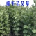 蕲艾端午节艾草菖蒲搭配套餐品质保证诚信经营